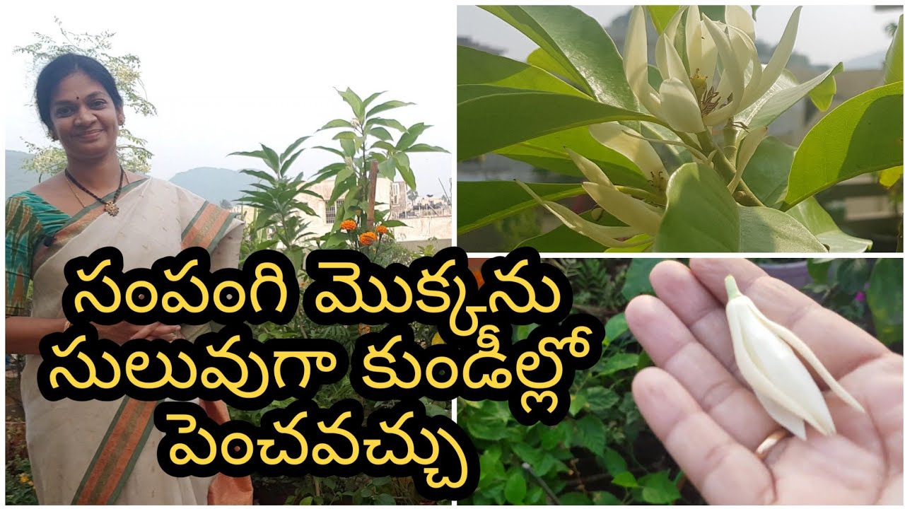 సంపంగి మొక్కలను కుండీలలో కూడా వేసుకుని పూలు పూయించ వచ్చు/Grow Champa flowers  in pots easily #champa