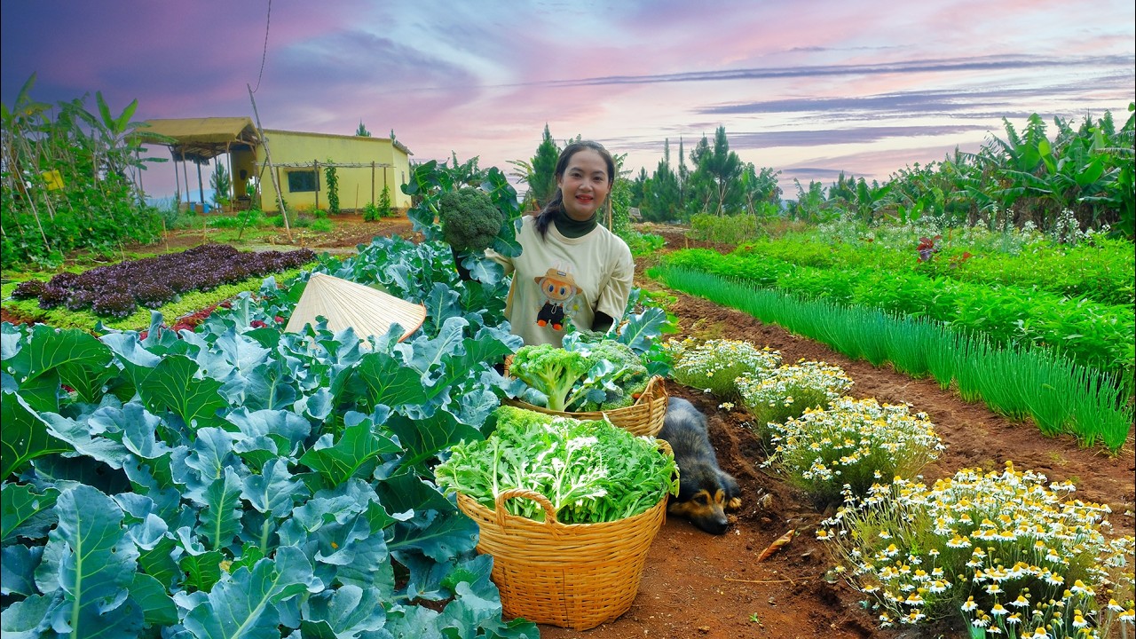 Harvest Cauliflower, Crown Daisy After 75 Days Of Planting To Sell At The Market,Sow Vegetable Seeds