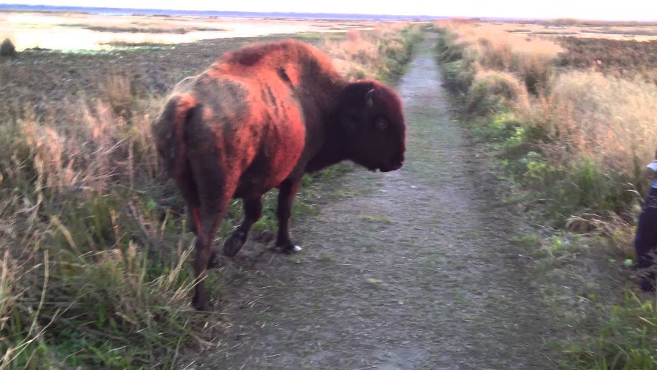 Bison close encounter in Paynes Prairie, Florida.