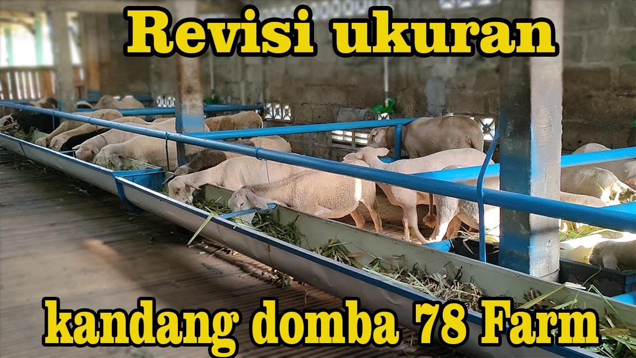 Review Kandang Domba Terbaru, 5 Tahun Ganti Desain 5x.