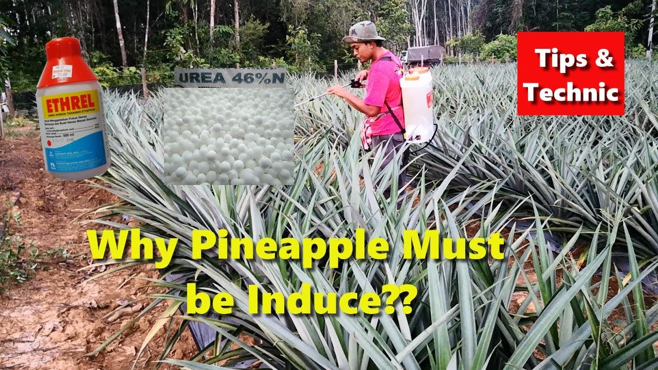 MD2 Pineapples - Induce for fruiting