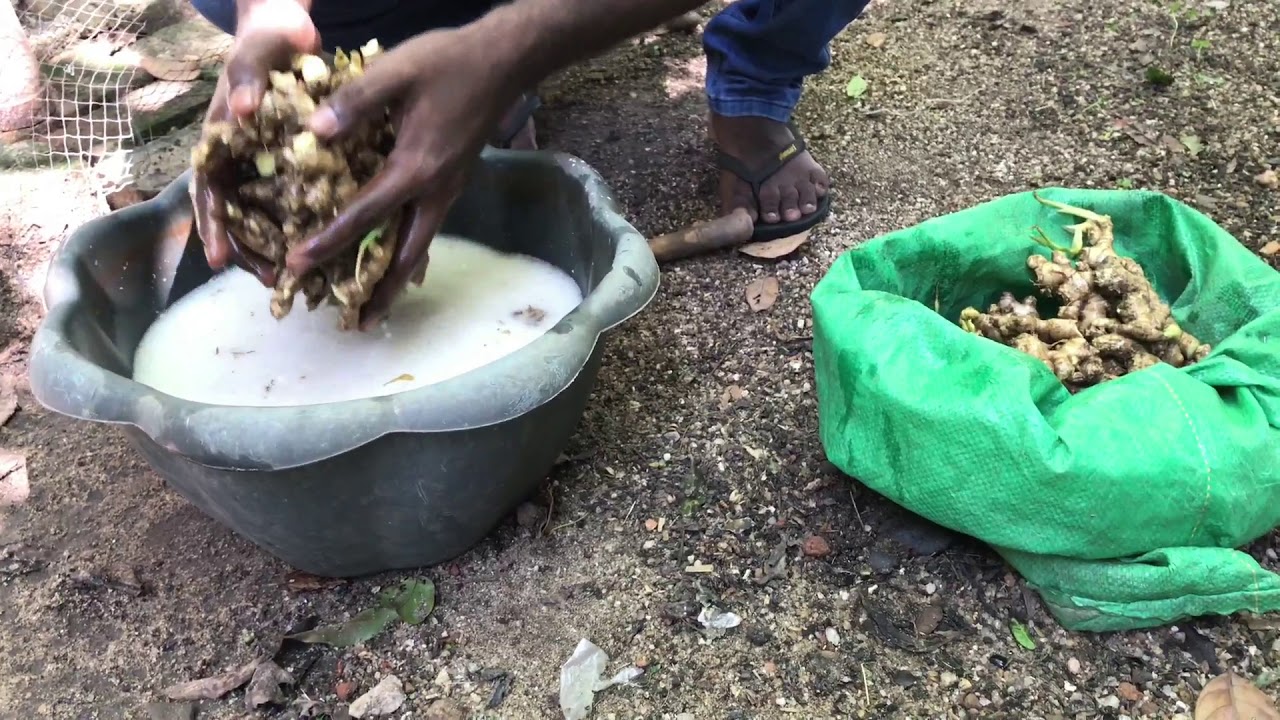 නිවැරදිව ඉගුරු වගාව සිදු කරගන්නා ආකාරය ( How to cultivate ginger properly) (Zingiber officinale)