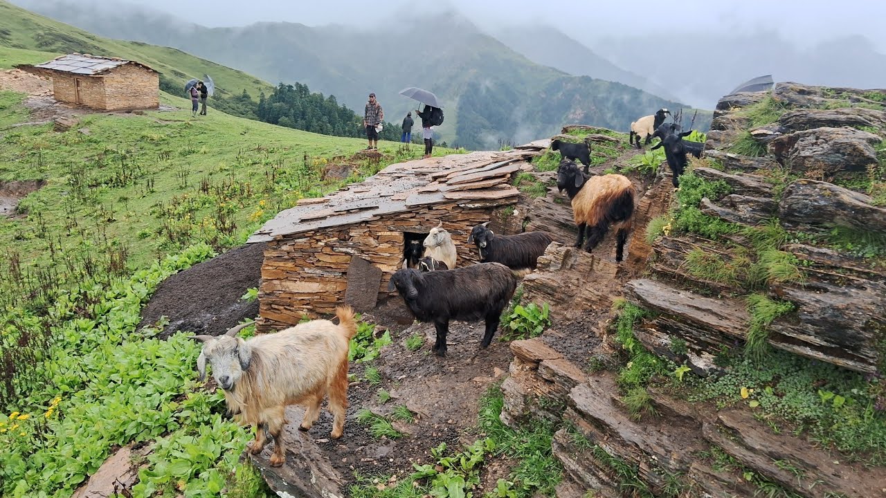 This is Himalayan village During the Heavy Rainy season | Sheep Shepherd Nepali Himalayan Life 