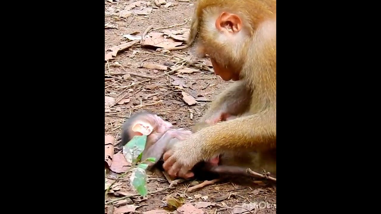 Amazing cute baby monkey 2023