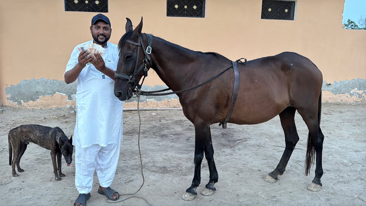 Kajli Ghodi Sale Krdi Kitne Lakh Ki ?