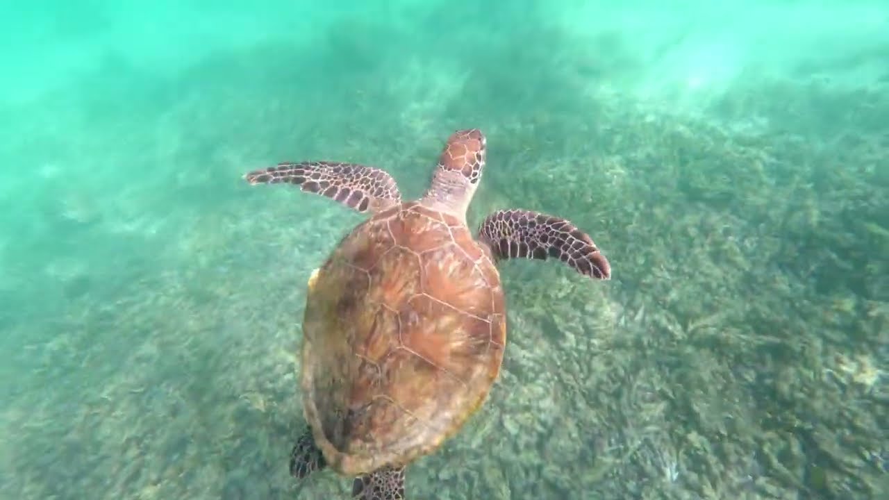 Tortues