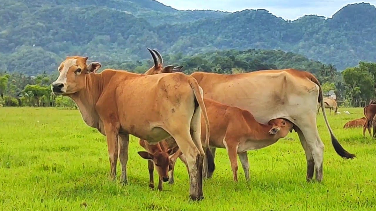 Anak Sapi Lembu lucu Minum susu dari  induk nya - video lembu jinak sapi lucu di kasih susu