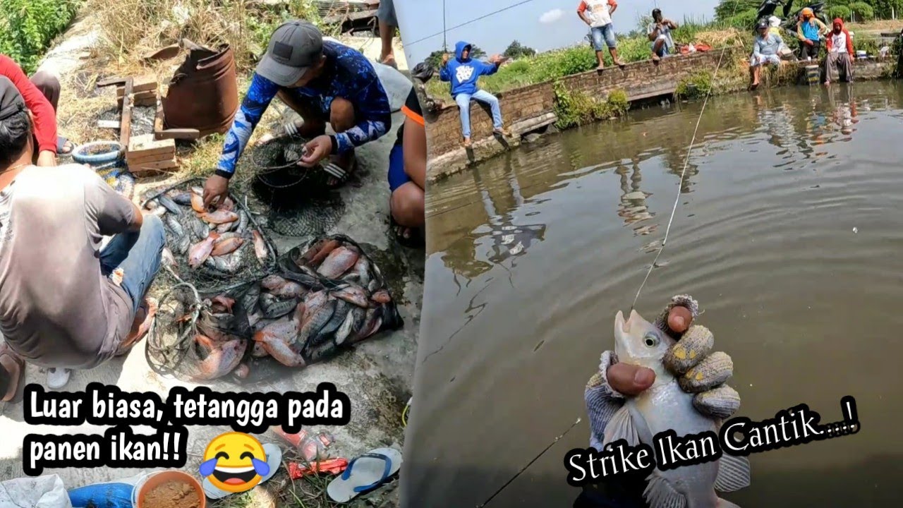 Seru Abis‼️Mancing Borongan Nila di belakang Kandang Ayam