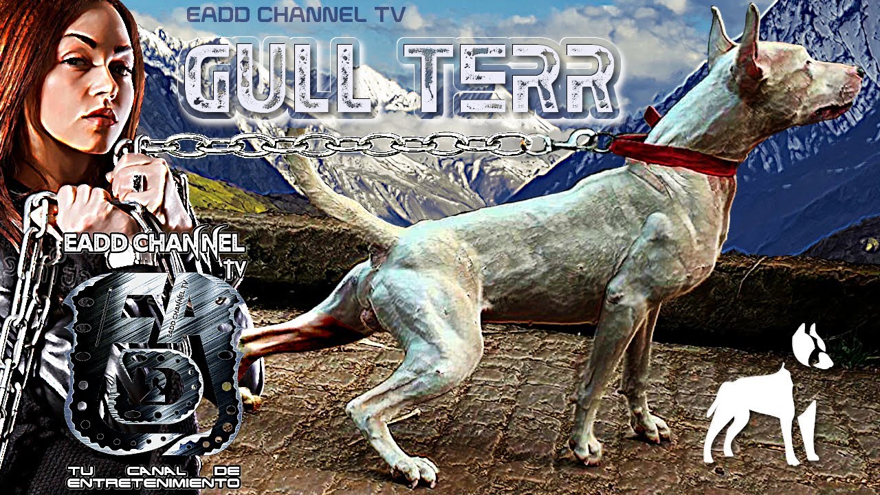 💪🐶 Gull Terr ► El Perro Más Fuerte Descendiente del Bull Terrier Antiguo | Gull Terr Power Breed