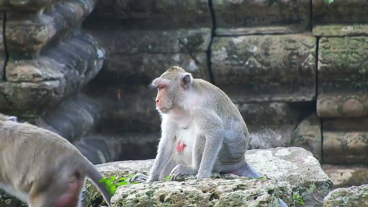 What's a p i ty! Monkey loss one hand getting attack