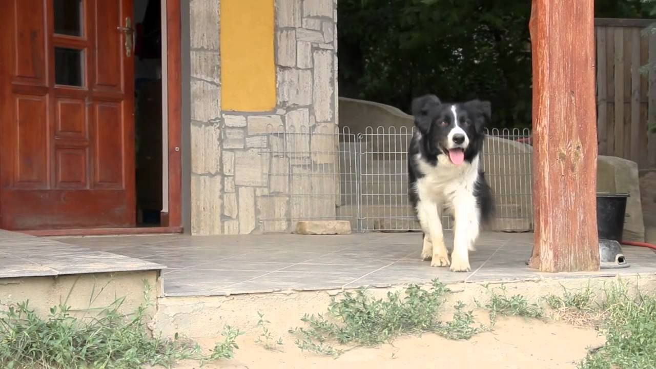 Unleashed - (short film)