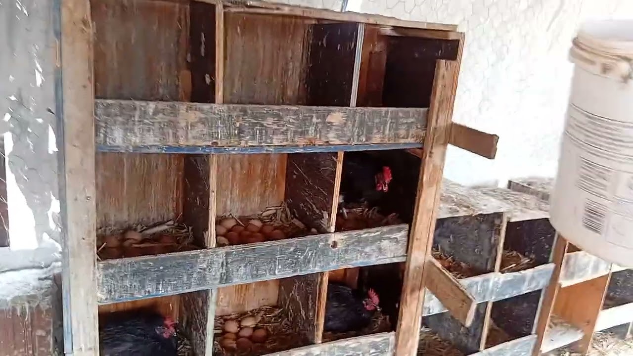 DIA DIA EM UMA PEQUENA GRANJA DE OVOS CAIPIRA