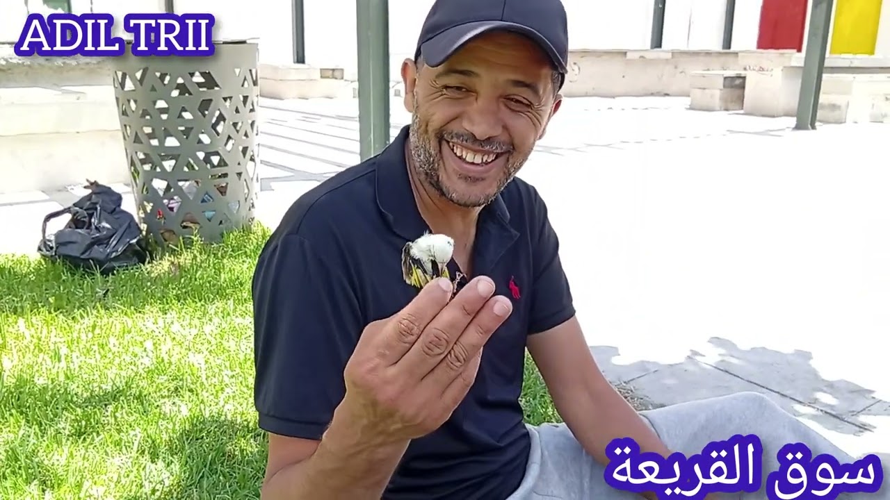 أجمل طفرة طائر الحسون رأس نسر 🦅 في سوق القريعة يوم السبت 12/07/2025 تحياتي للجميع فرجة ممتعة ❤️💯