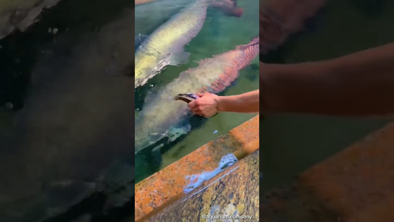 ALIMENTANDO OS MONSTROS 😍 #pirarucu #arapaima #aquarismo #aquario #fish #pirarara #aquarium