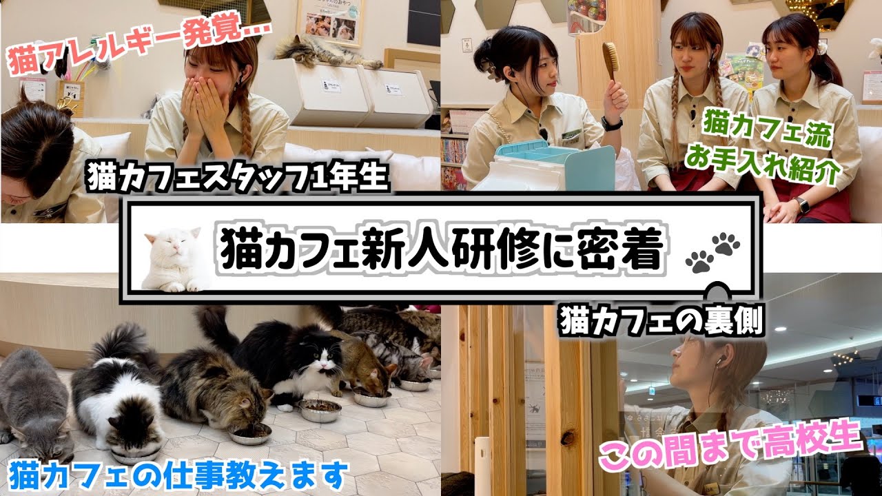 【企業秘密】猫が大好きな猫カフェ新入社員に密着。無事一人前になれるのか??