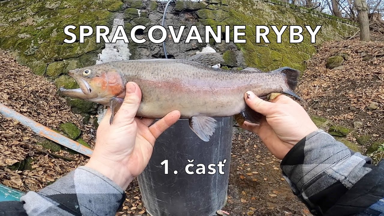 SPRACOVANIE RYBY - pitvanie (1. časť)