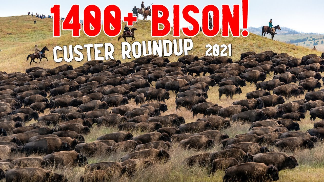 Custer Park Buffalo Roundup! (Sights and Sounds Only)
