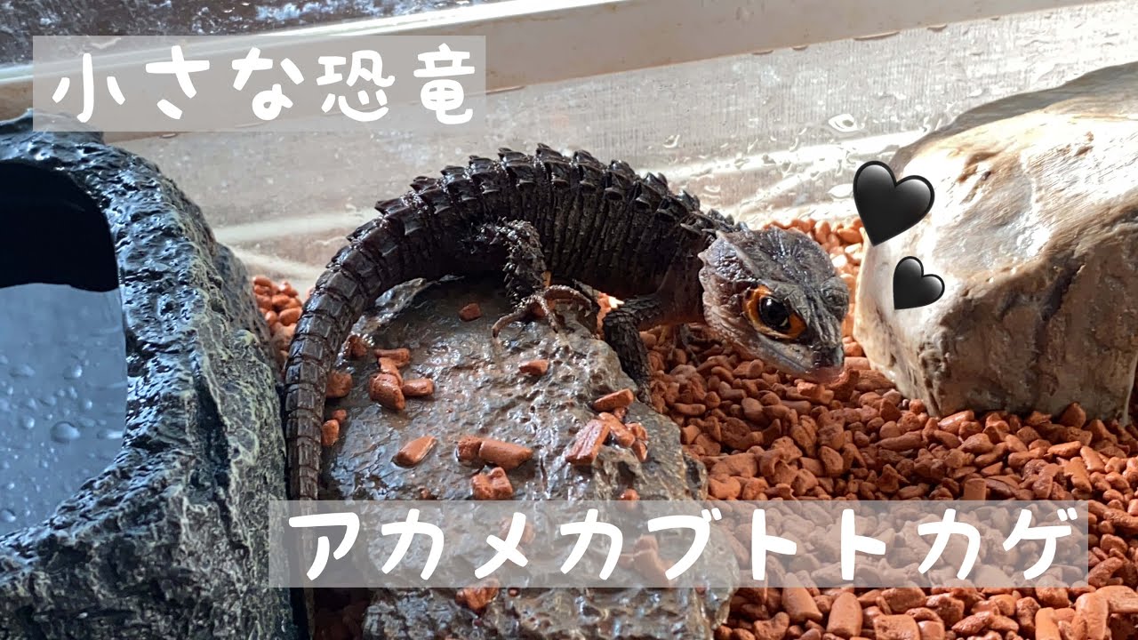 【アカメカブトトカゲ】ちいさな恐竜！水を飲むトカゲが可愛い