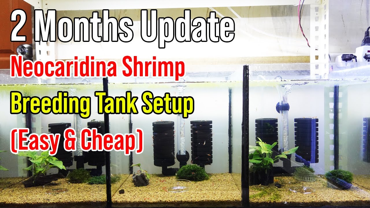 Neocaridina Shrimp Breeding Tank Setup Easy & Cheap (2 Months Update)