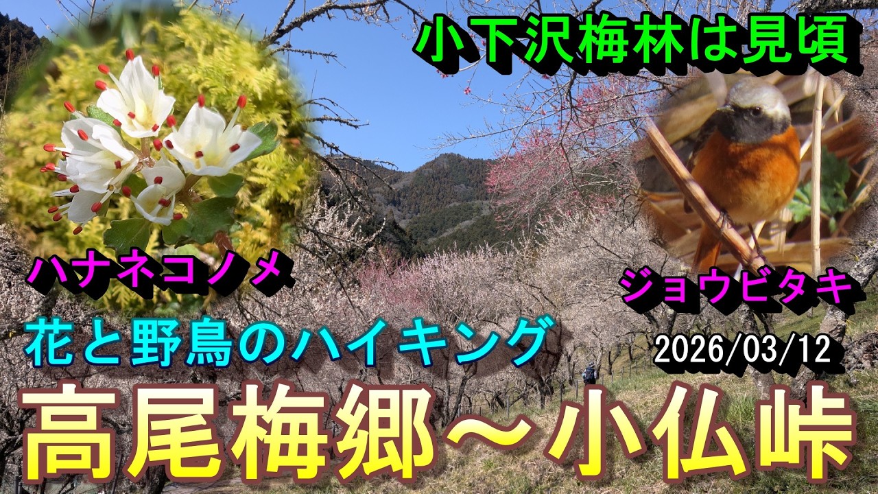 【花と野鳥のハイキング】高尾梅郷から小仏峠　ハナネコノメも咲きました。　小下沢梅林は見頃