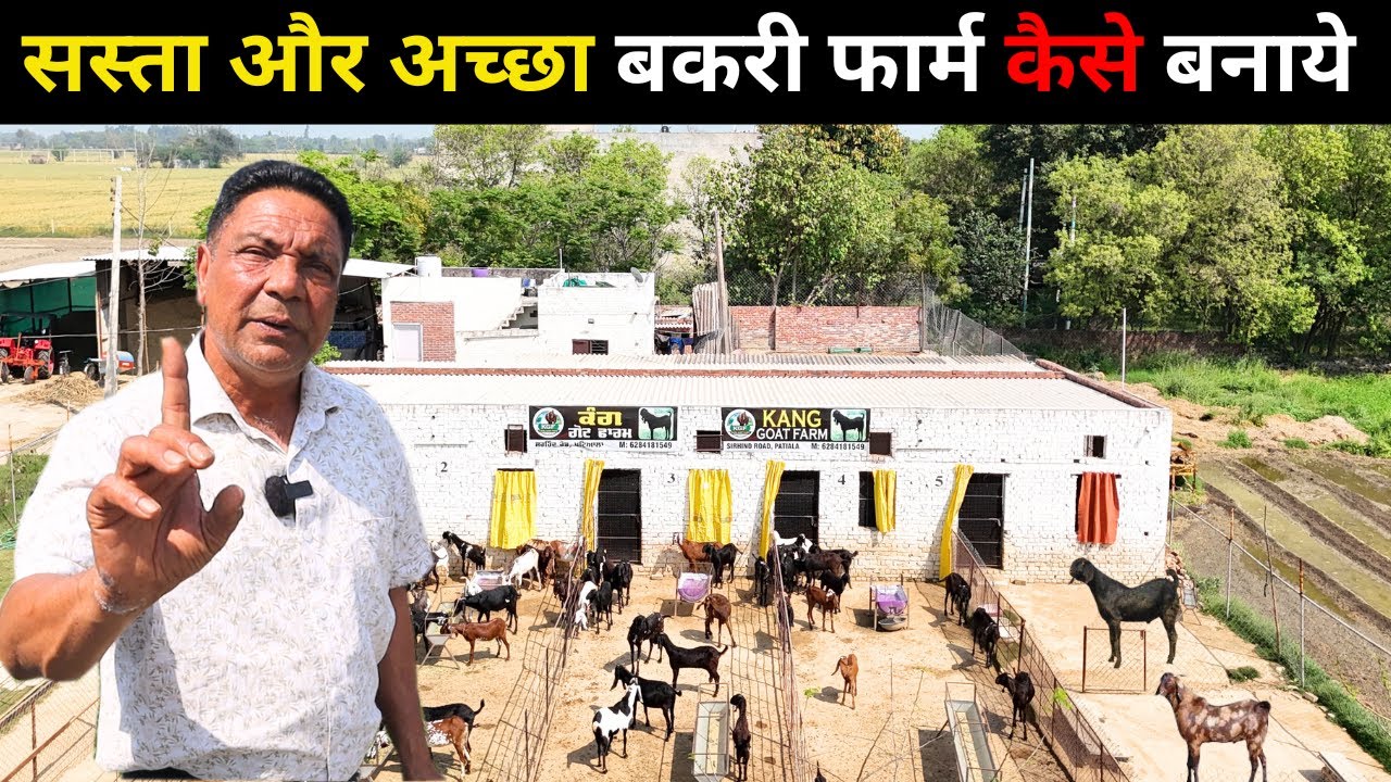 कम खर्च में अच्छा बकरी फार्म कैसे बनाये II Goat Farm II Goat Farm Business II Goat
