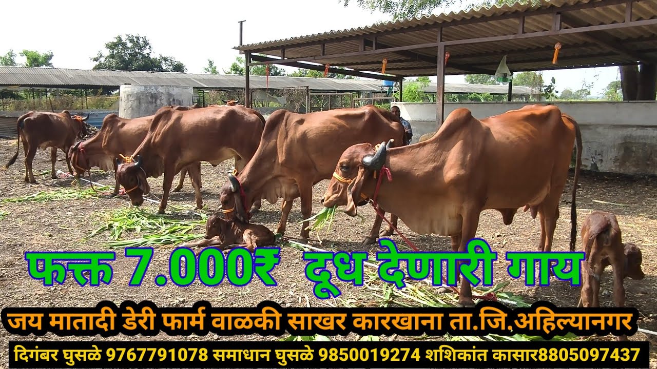 फक्त 7.000 गिर गाय त्यांच्याकडे खुपच स्वस्त दरात देशी गाय @SafarBazarachi555 