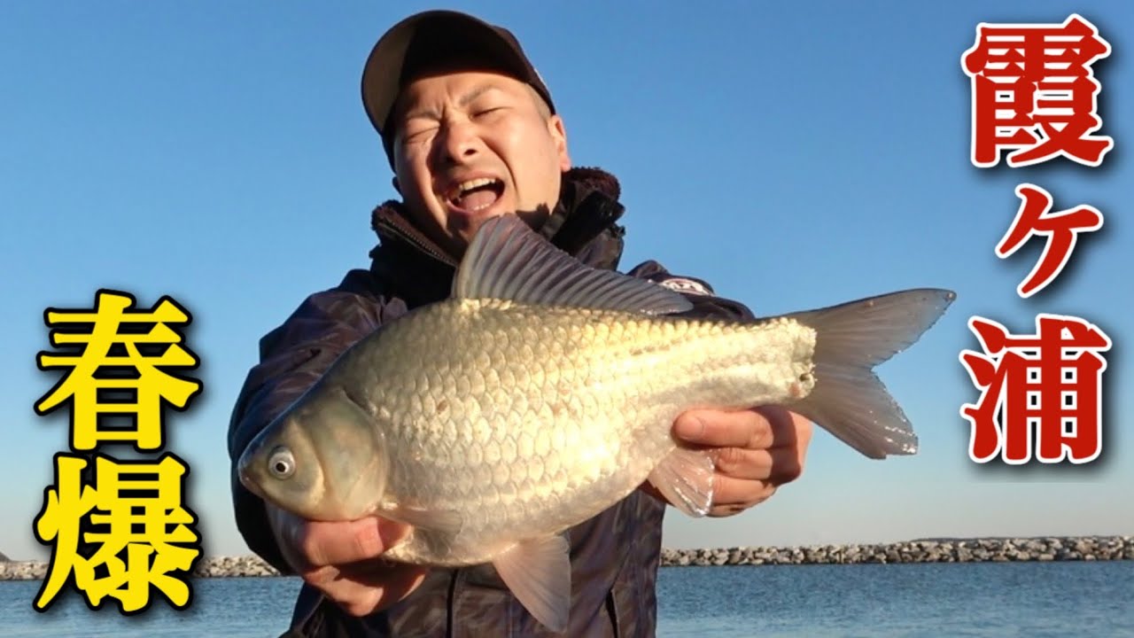 乗っ込み間近の霞ヶ浦でへらぶな釣り。ヒレピン美ベラを釣り上げる！