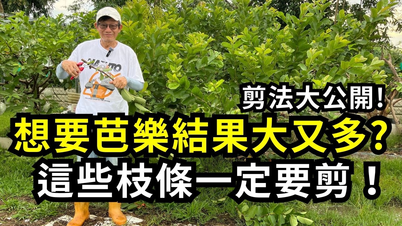 想要芭樂結果大又多，哪些枝條一定要修剪?只要剪對枝條、摘心、疏果，番石榴開花結果多又大顆| 阿星種植