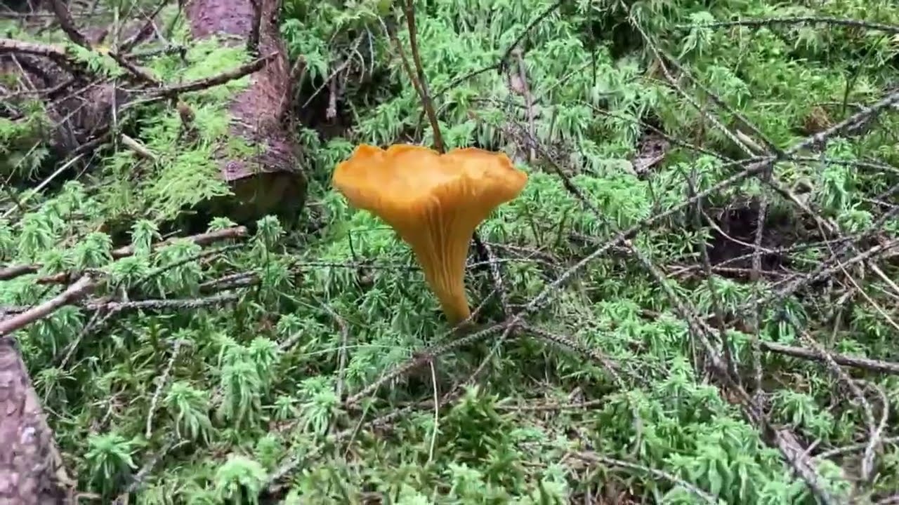 L&auml;ngtat efter att plocka svamp? Nu lanseras Kantarellappen!