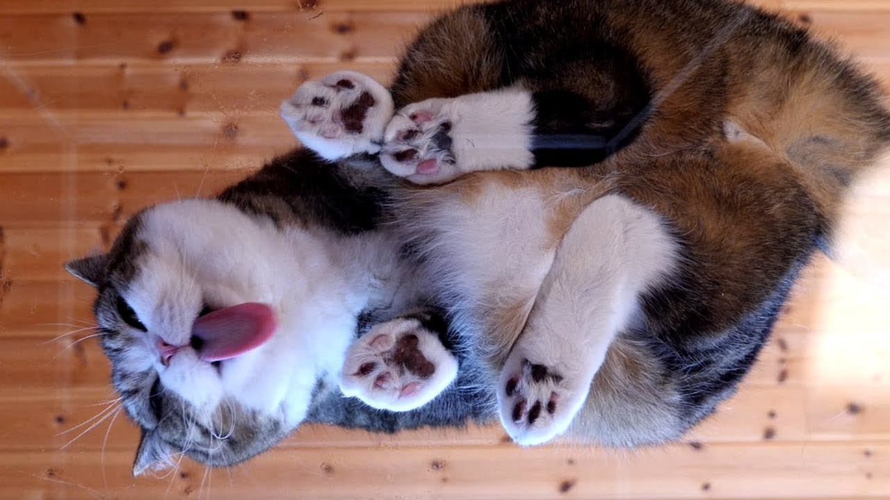 下からねこ５。-View from the bottom of Maru&Hana 5.-