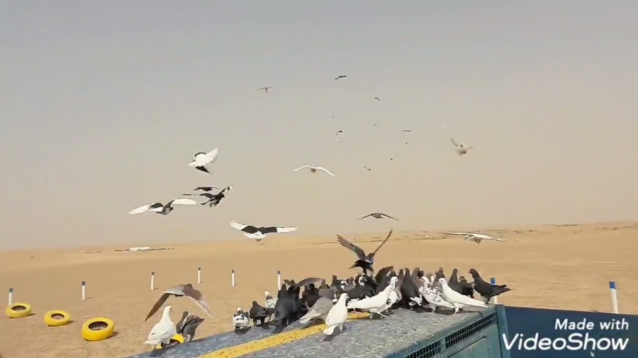 تحريك مخاليف بر الانبار ابو مصطفى الخالدي