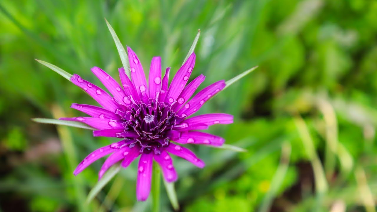 Gardener Talks About Salsify Flowers and Seeds