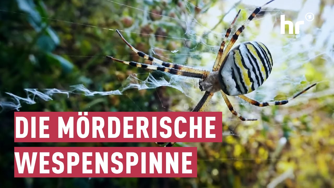 M&auml;nnliche Wespenspinnen leben gef&auml;hrlich | maintower