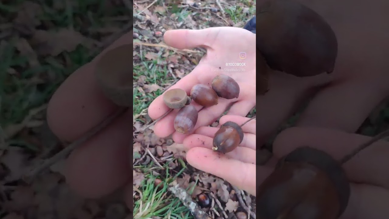 DESCUBRIENDO BELLOTAS EN FRANCIA