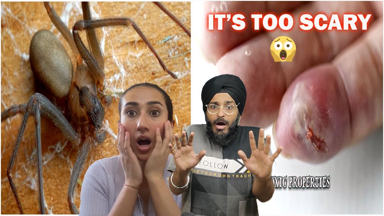 Indians React to 10 Most Dangerous Animals in the U.S.