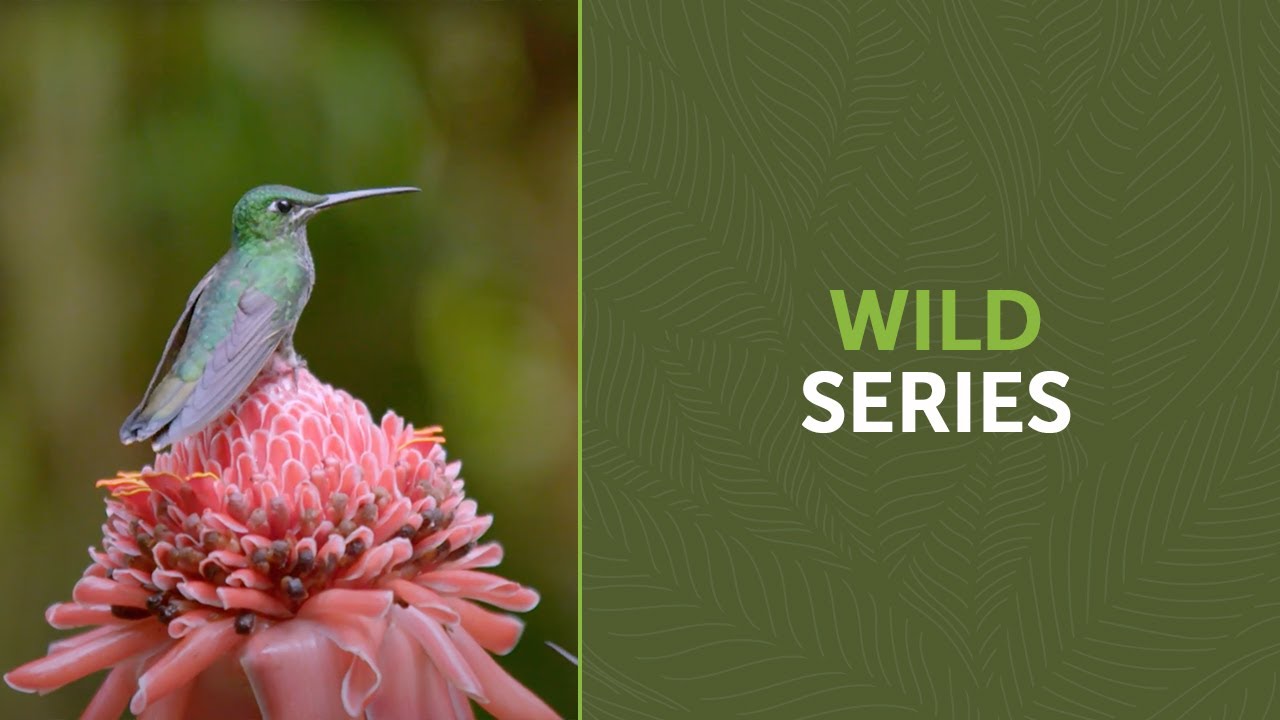 Jack Hanna Into the Wild series | Into the Cloud Forest - Mashpi Lodge Adventure