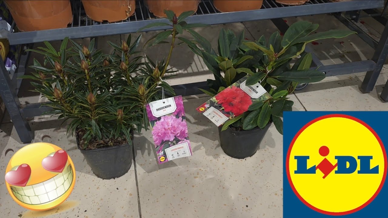 ARRIVAGE LIDL 6 MARS 2026