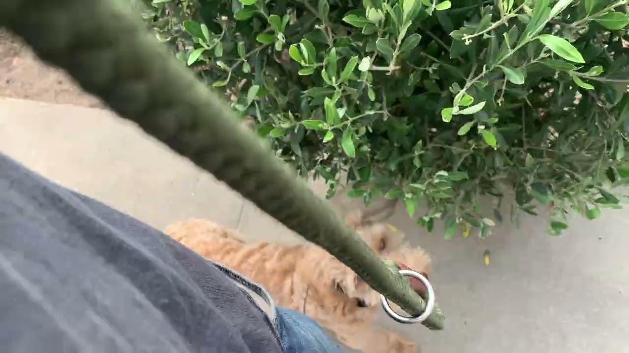 Best Dog Trainer in Santa Barbara - Underdog Training - 2022 Review
