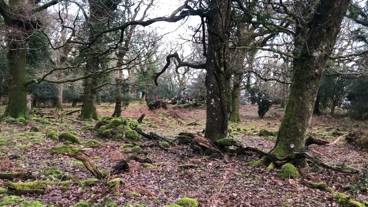 BIRDS SINGING IN THE FOREST WITH THE OCCASIONAL GUST OF WIND #sleepsounds #nature #relax #sleep