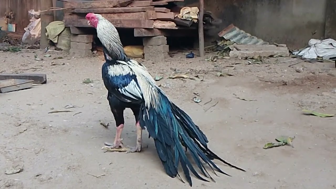 Parrot beak  long tail aseel murga // টিয়া ঠেটের মুরগি পালন #parrotbeak #aseelmurgalover 
