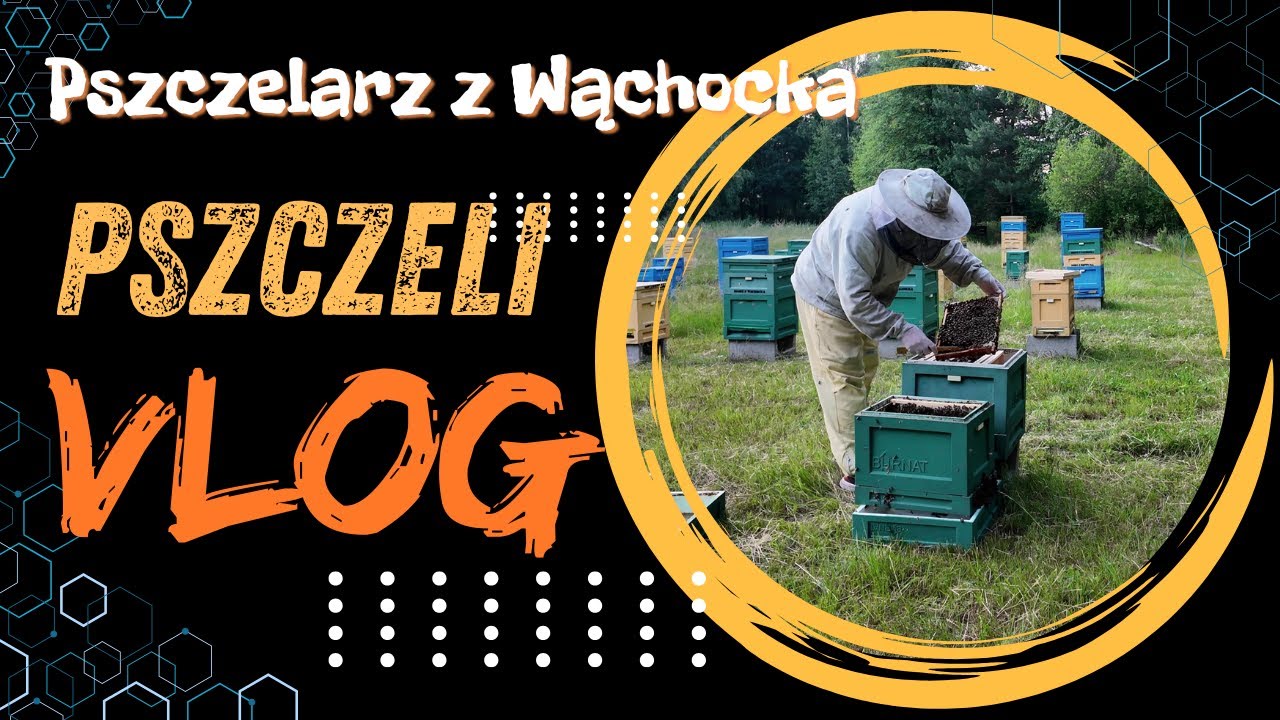 Pszczeli VLOG 61 - pogaduchy, koszenie, przesiedlanie, ale gł&oacute;wnie pogaduchy