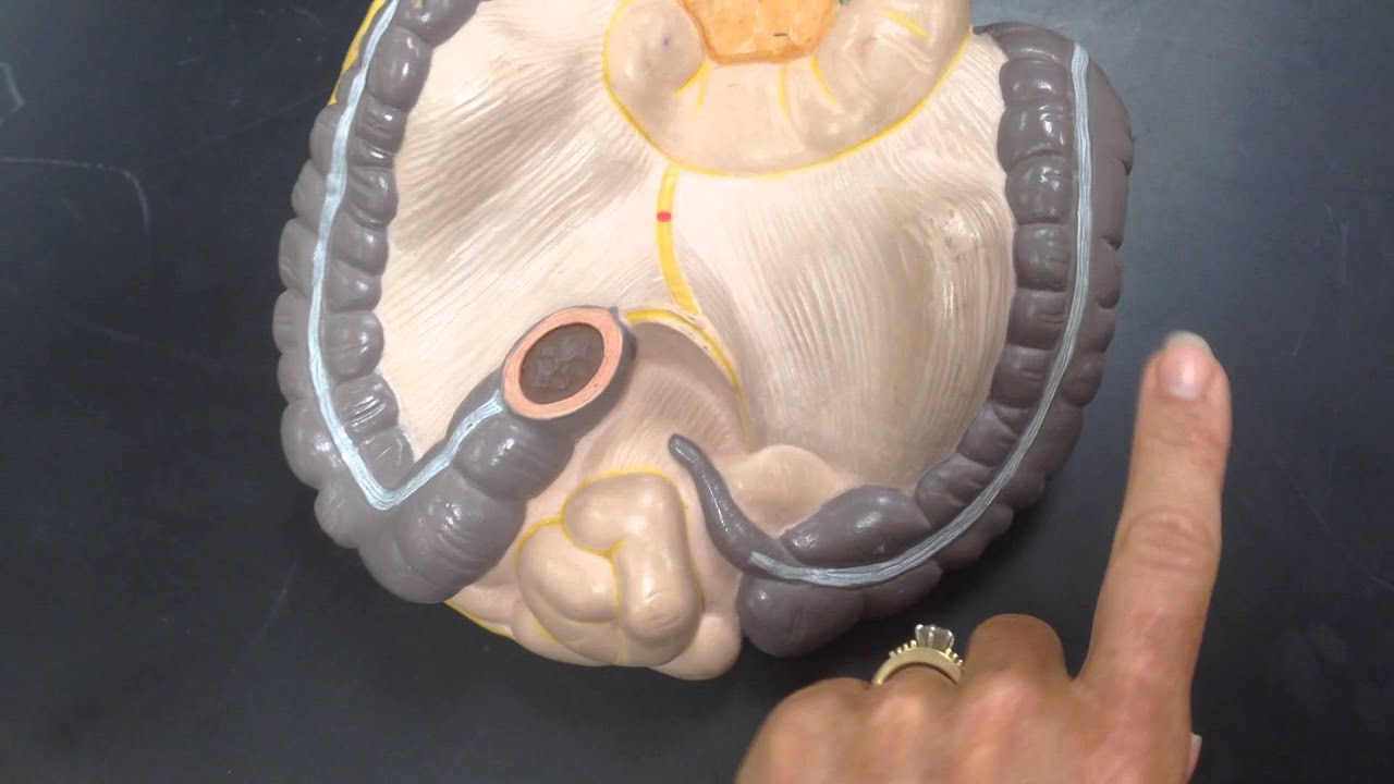 Intestine Model by Dr. Reilly