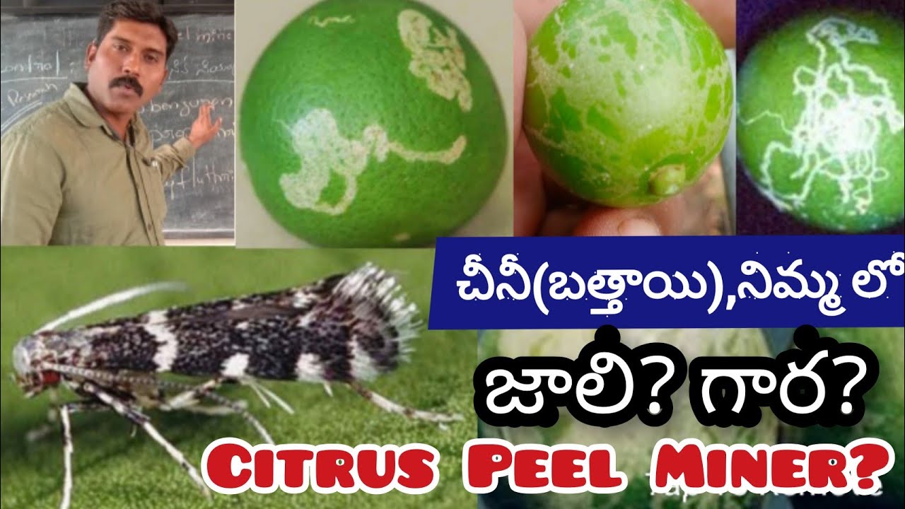 చీనీ(బత్తాయి), నిమ్మ లో -కాయ పైన వచ్చే జాలి? గార? #Citrus Peel Miner. by dr rss.