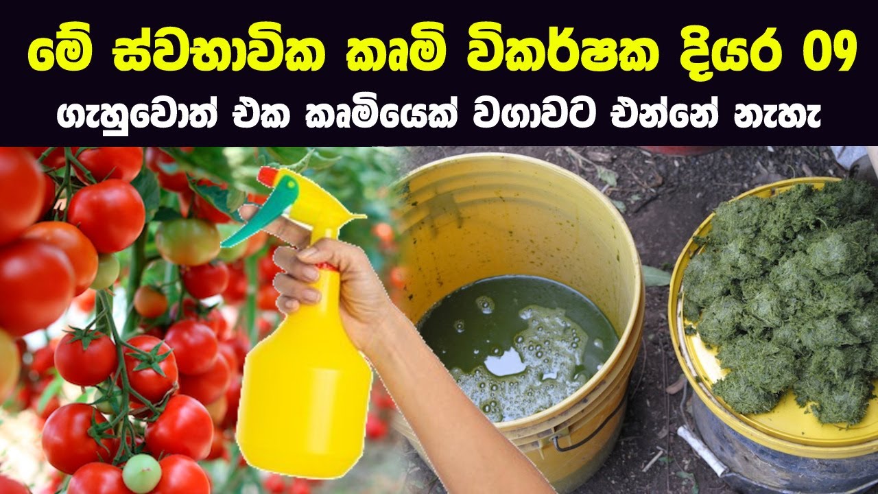 මේ ස්වභාවික කෘමි විකර්ෂක දියර 9 ගැහුවොත් එක කෘමියෙක් වගාවට එන්නේ නැහැ !