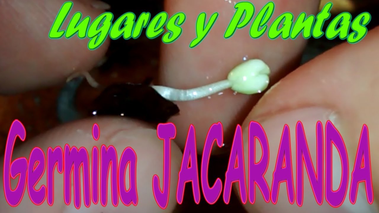 Como Germinar Semillas De JACARANDA Con solo AGUA||FÁCIL||Gualanday
