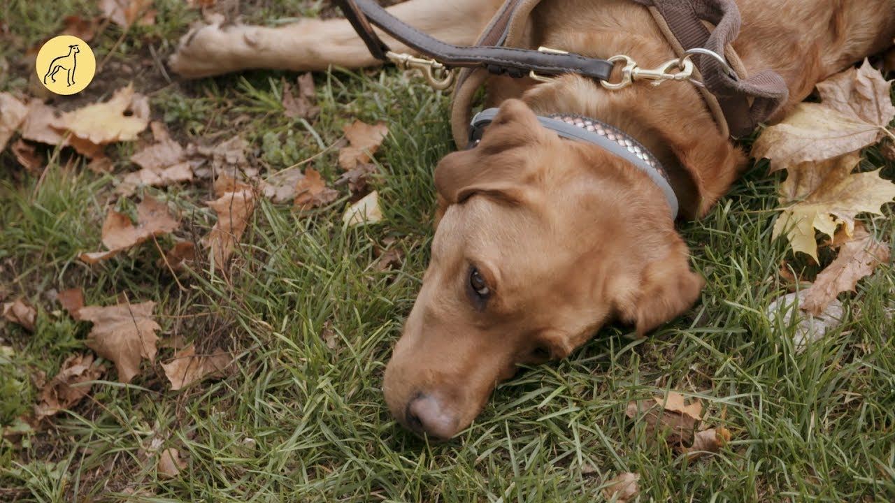 Hundeschule München Freude am Hund - Einzelkurse