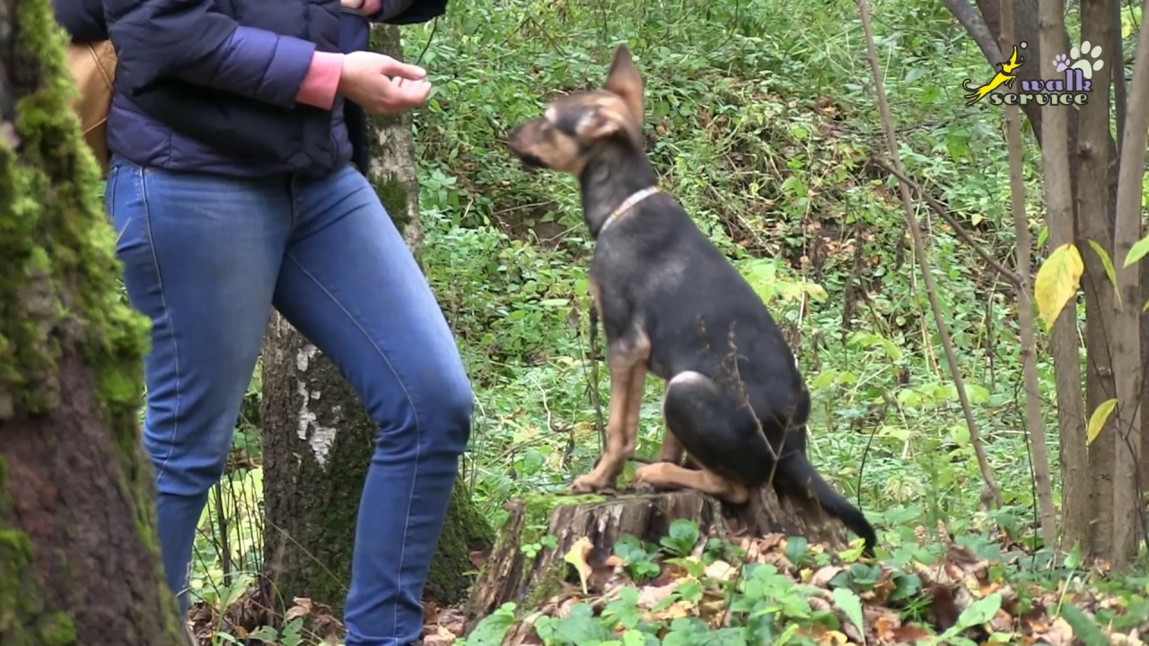 Кормление, внимание, позитивное ожидание (фаза выпрашивания) дрессировка собак