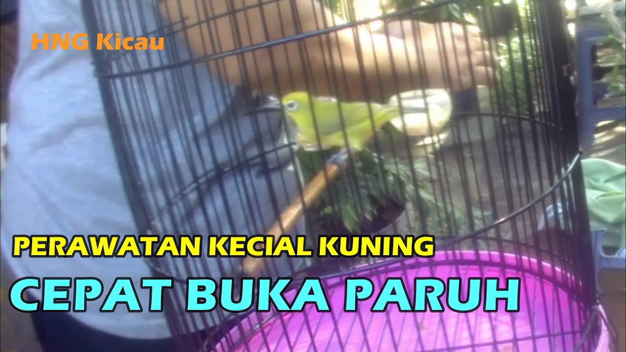 Perawatan Kecial Kuning Biar Cepat Buka Paruh