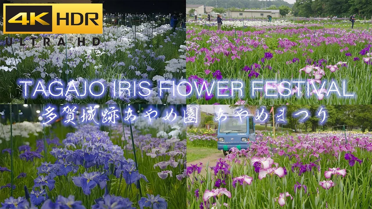 幻想的な多賀城跡あやめ園の風景 多賀城跡あやめまつり 2022 Japan 4K HDR Tagajo Iris Flower garden at Day & Night View