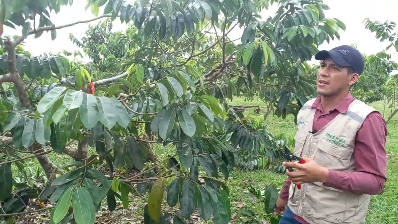 Poda de Guanábana Orgánica FINCA 3D